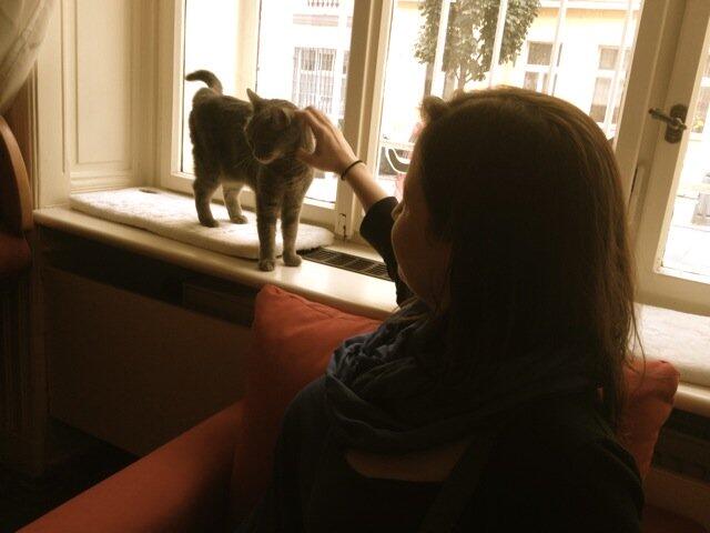 Cats in Prague - Kockafe Interaction