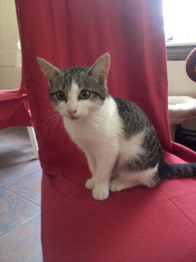 Cats in Prague - Muffin - Cat Cafe