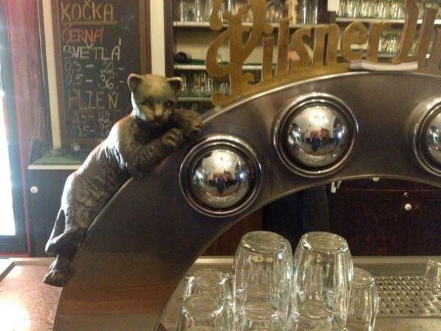 Cats in Prague - U Dvou Kocka