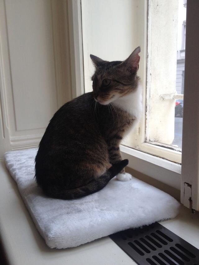 Cats in Prague - Window Cat